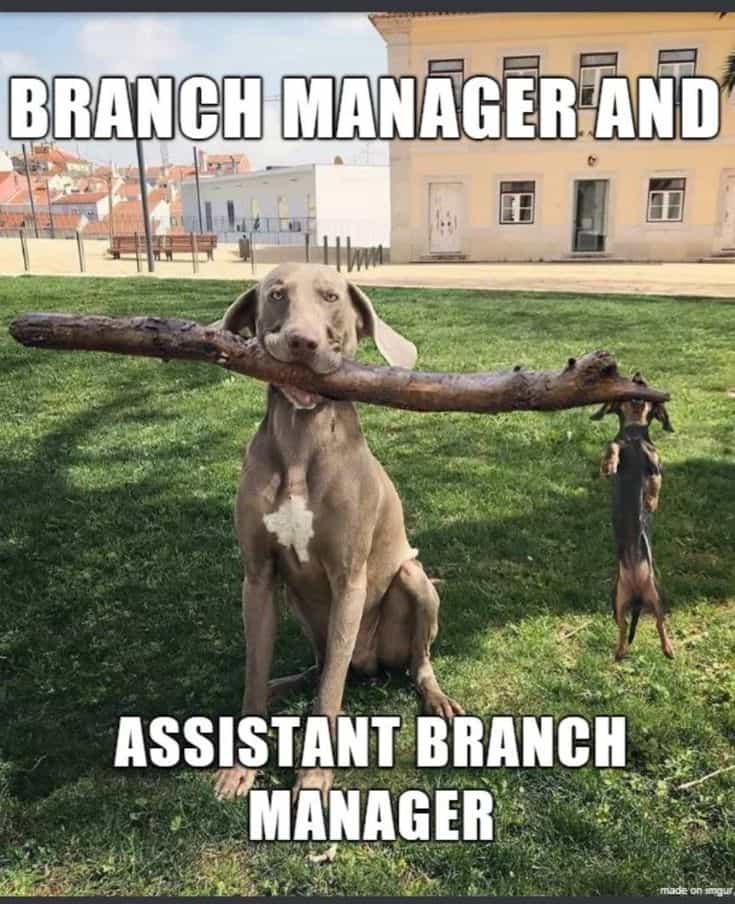 Who told the dog branch manager he could have an assistant?