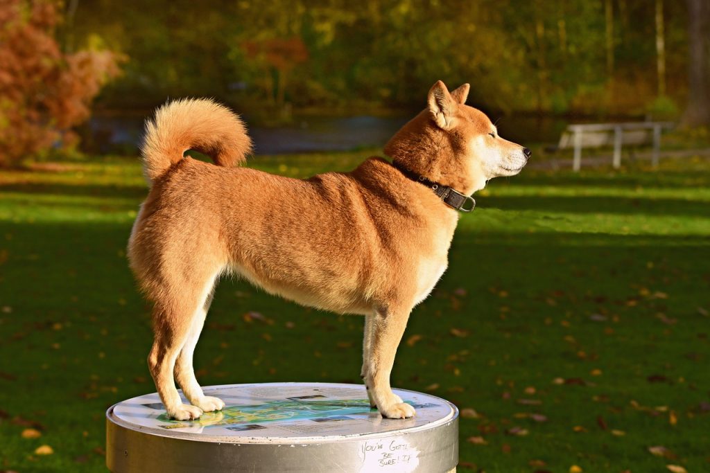 Shiba Inus are the most popular dog breeds of japan.