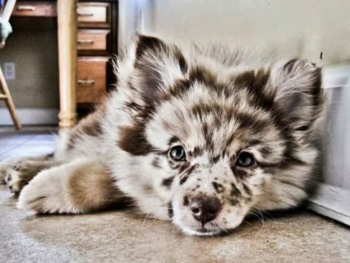 The Aussie Pom is a beautiful Pomeranian Australian Shepherd mix.