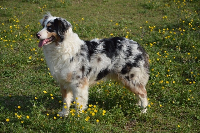 The Australian Shepherd shares many similar characteristics with the Border Collie.