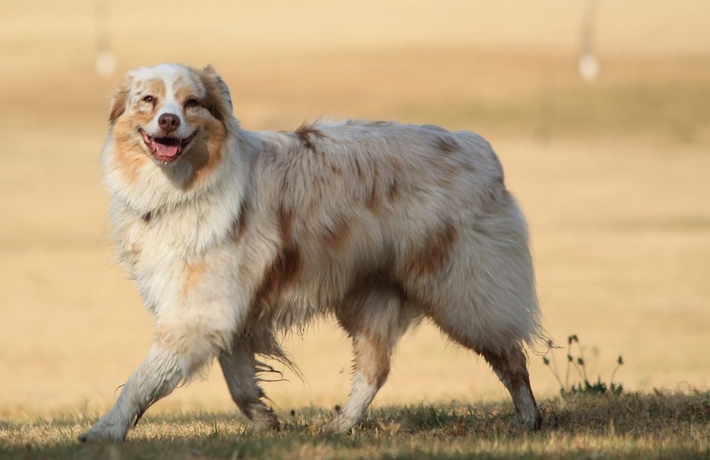 Although the Aussie is a healthy dog breed, they are still prone to various canine medical conditions.