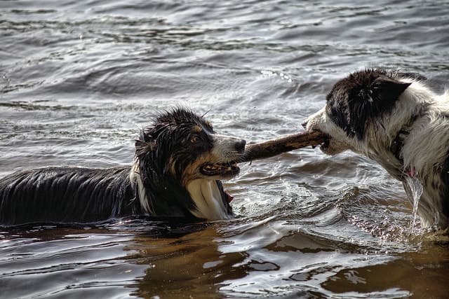 Aussies and Border Collies are comparable in several areas, such as intelligence and temperament.