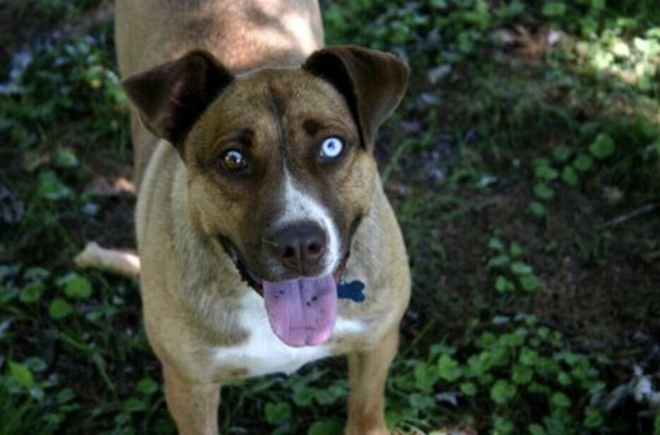 The Boxer Australian Shepherd mix is one of the rarest mixed Aussie breeds.