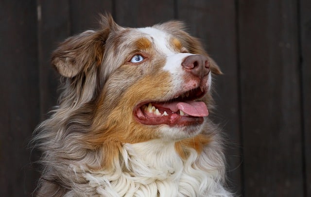 The Australian Shepherd is one of the best herding dogs in the world.