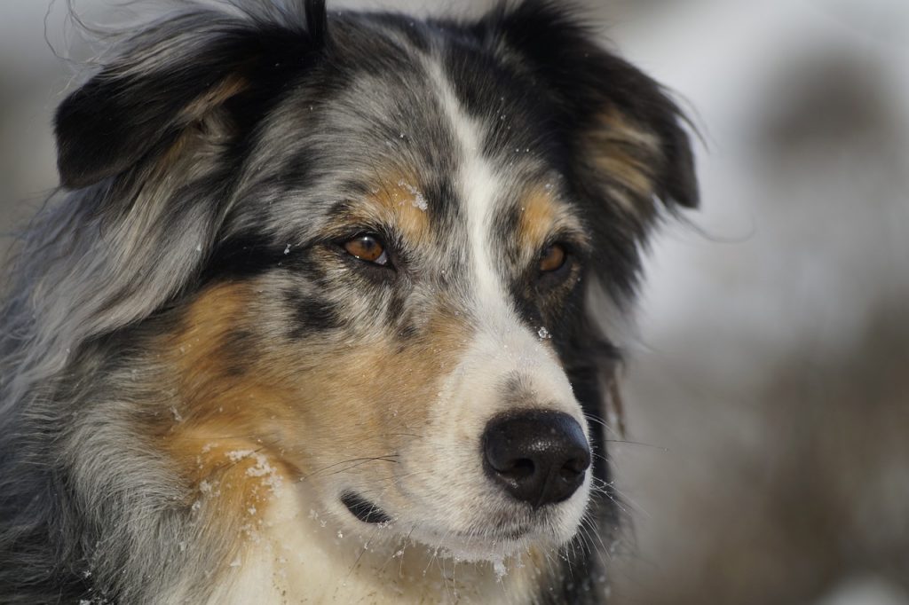 Despite popular belief, the Australian Shepherd originated from America and not Australia.