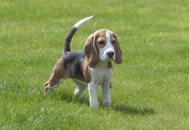 The Beagle is one of the least intelligent dog breeds, but also one of the most popular.