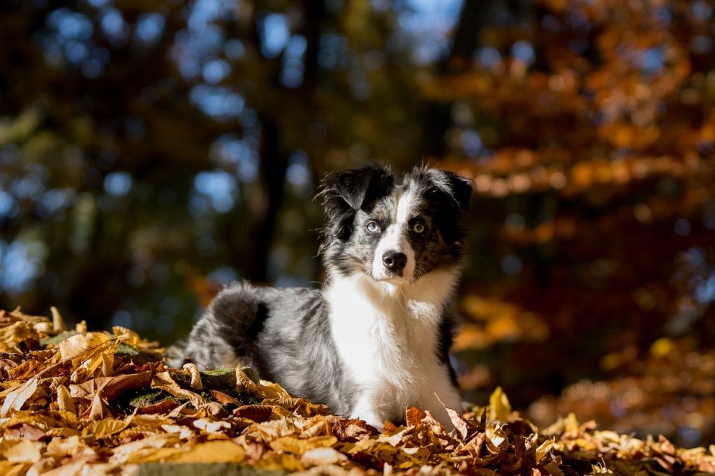Black and white Australian Shepherds are called Blackbi Aussies.