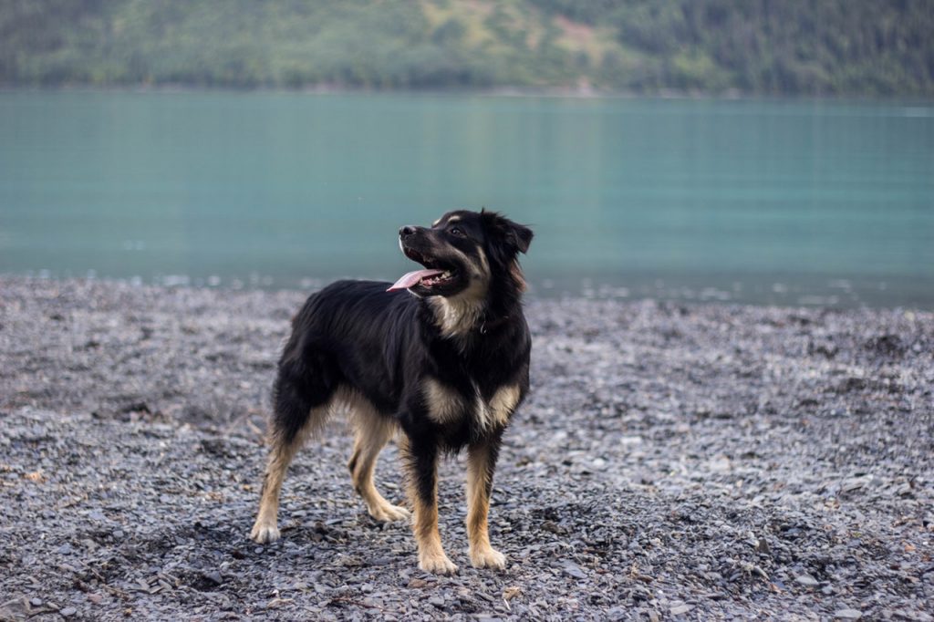 Black and tan is the second rarest color combination among black Australian Shepherds.