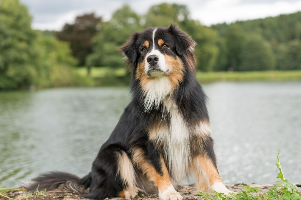 The black tri colored Aussie is one of the most popular and common coat colors.