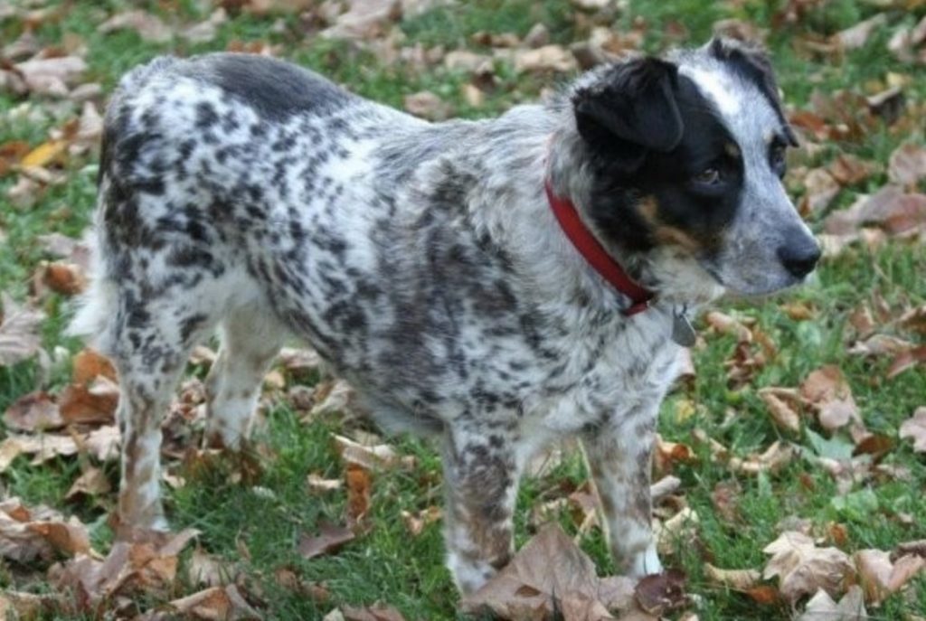 Combining the best herding dog from Australia and USA gives you the Texas Heeler.
