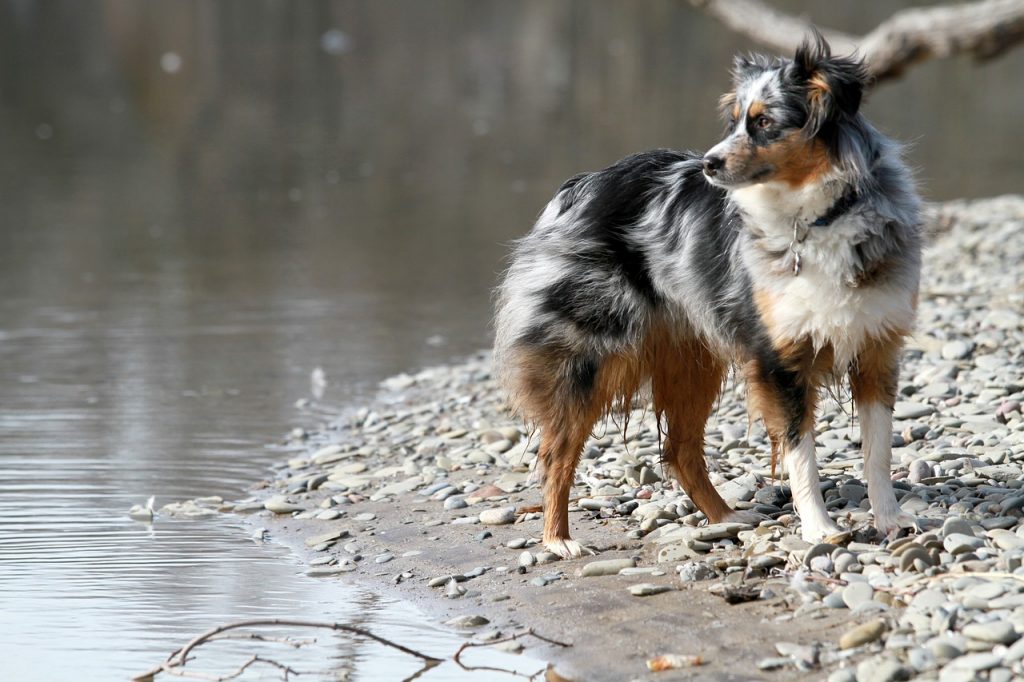 The Blue merle tri color Aussie is the most breathtaking color variation of this dog breed.