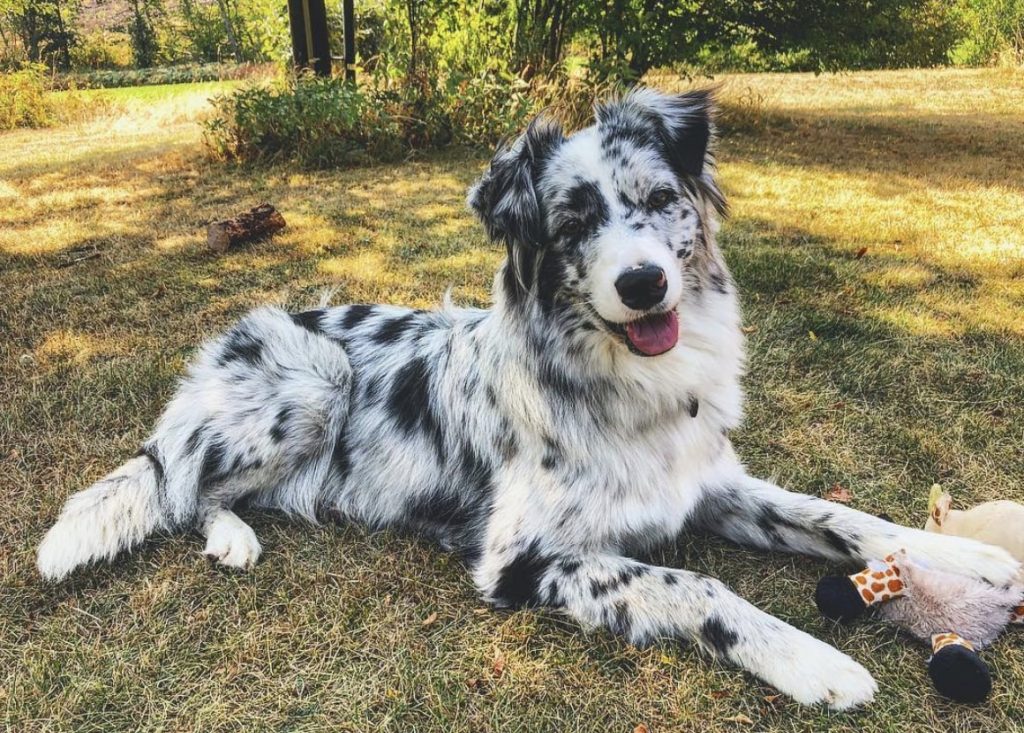 The Border Aussie is an Australian Shepherd Border Collie mix - perfect for those on the fence between the two breeds.