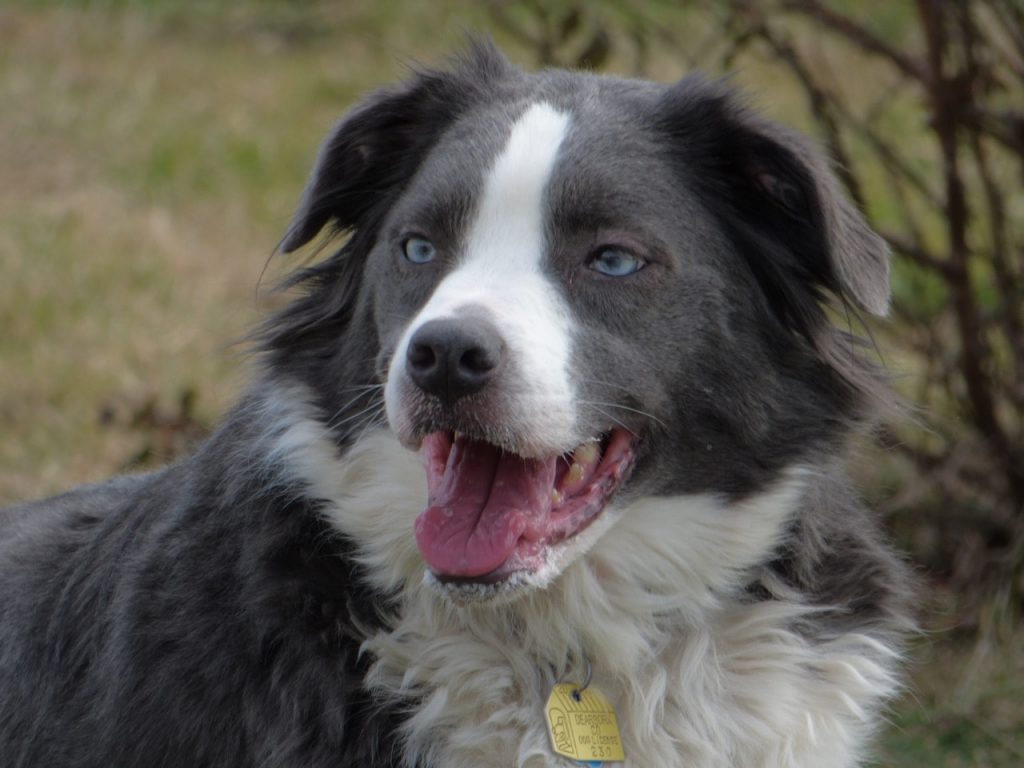 One of the most popular mixed breeds is the border collie australian shepherd.