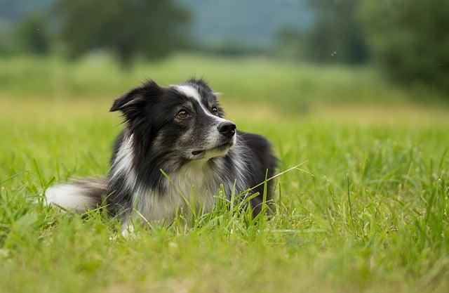 Both Border Collies and Aussies are highly intelligent dogs.