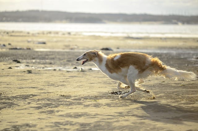 The Borzoi is erroneously mislabeled dumb because they're not interested in training.