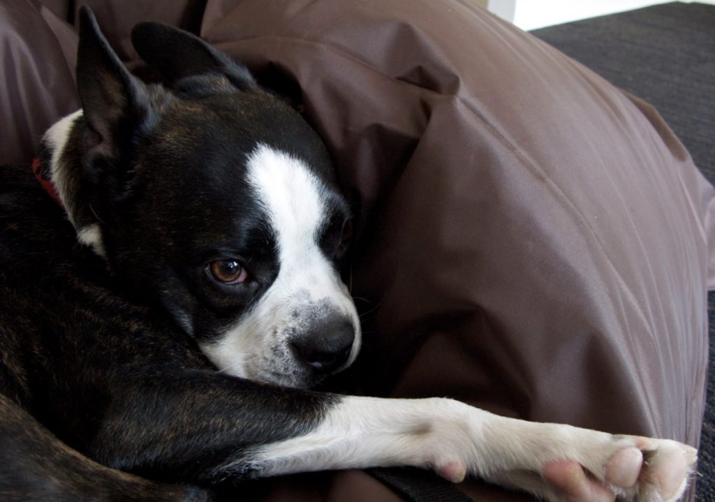 The Baussie is one of the most unique Aussie mixes.