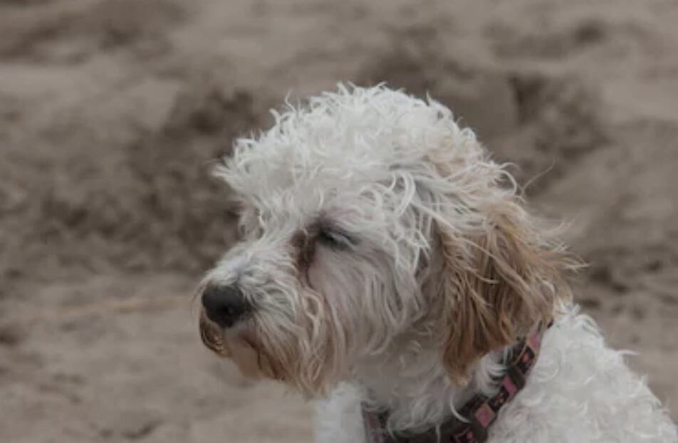 Cavachon dog breeds don't require much exercise, but still need sufficient physical activity.