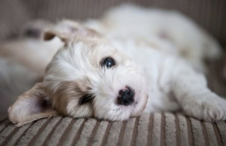 Grooming these dogs require very little time.