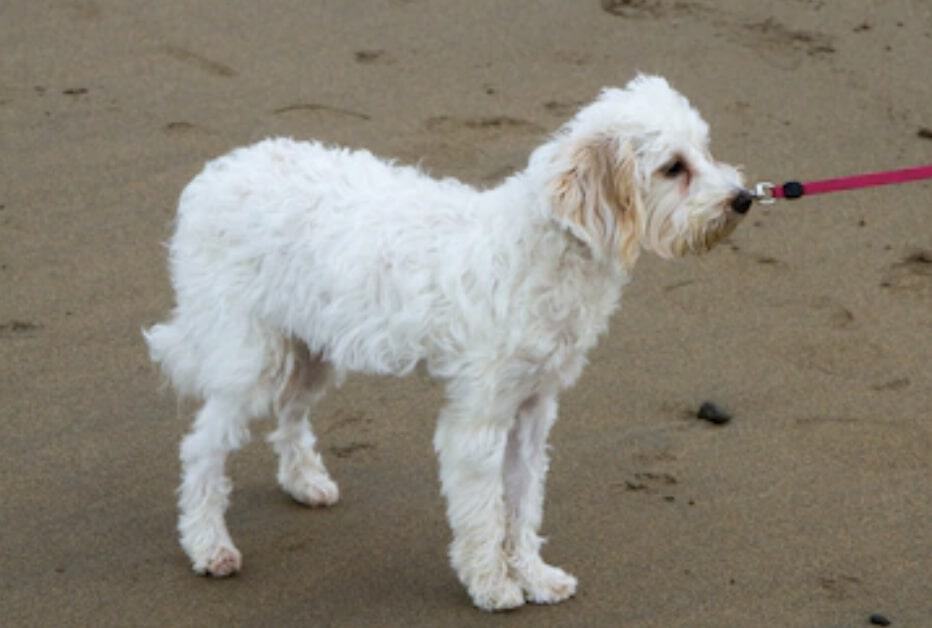 There are certain health conditions that Cavachon owners need to be wary of.