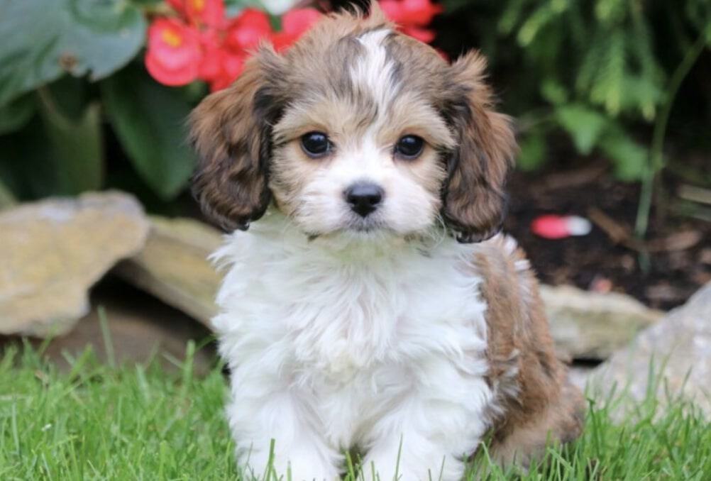 The Cavachon dog is a Cavalier King Charles Spaniel and Bichon Frise mix.