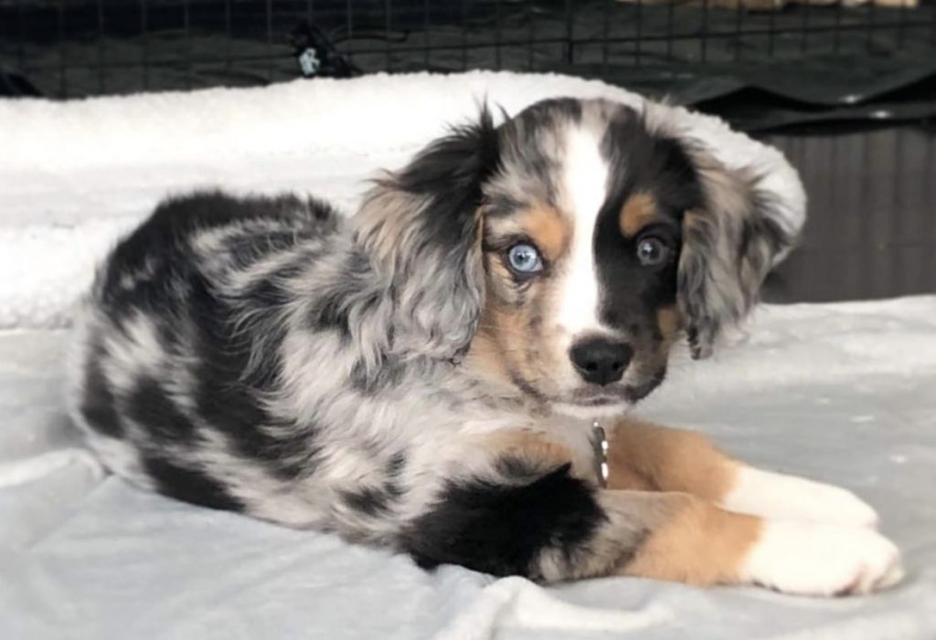 The Aussalier is an Australian Shepherd mix that has been gaining momentum in recent years.