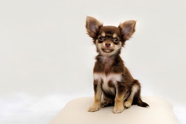Chihuahua dogs are often thought to be dumb because they love to bark and pick fights with bigger dogs.