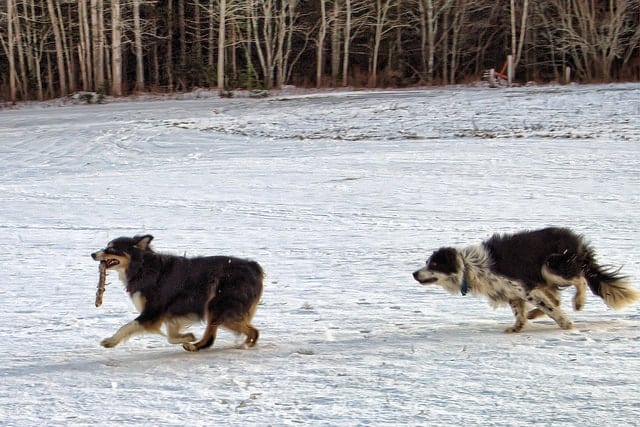 Despite their similarities, Borders and Aussies have many differences.
