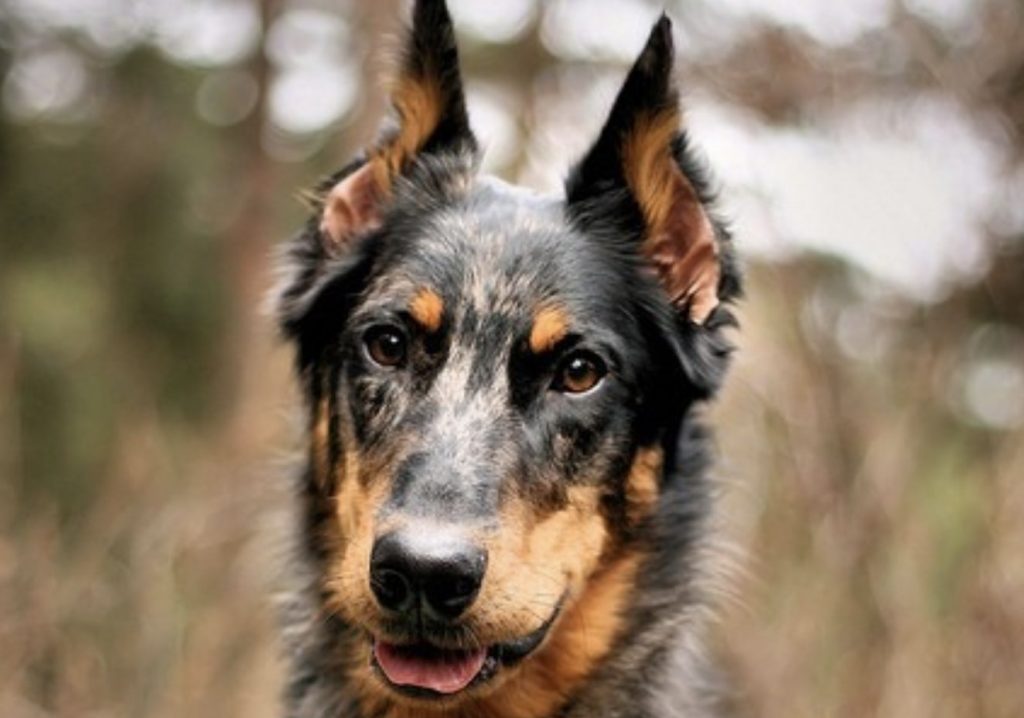 Mixing a Dobermann with an Aussie gives you the Auberman.