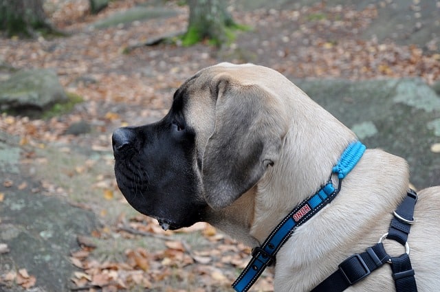 The English Mastiff is regarded as a dumb gentle dog.