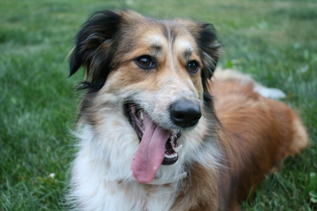 The Australian Shepherd is the perfect combination of work and play.