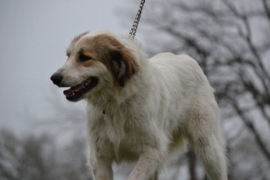 The Sheepnees may be the most friendly Australian Shepherd mix.