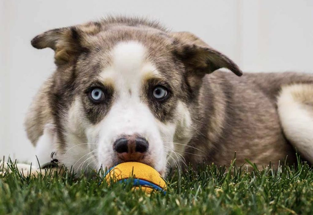 The Husky Australian Shepherd mix will give you one of the hardest working dogs.