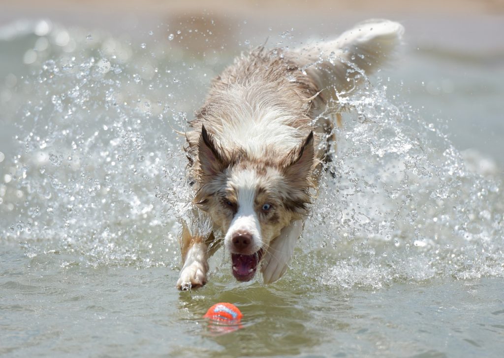 Here are some great tips and suggestions on how to introduce your Aussie to water.
