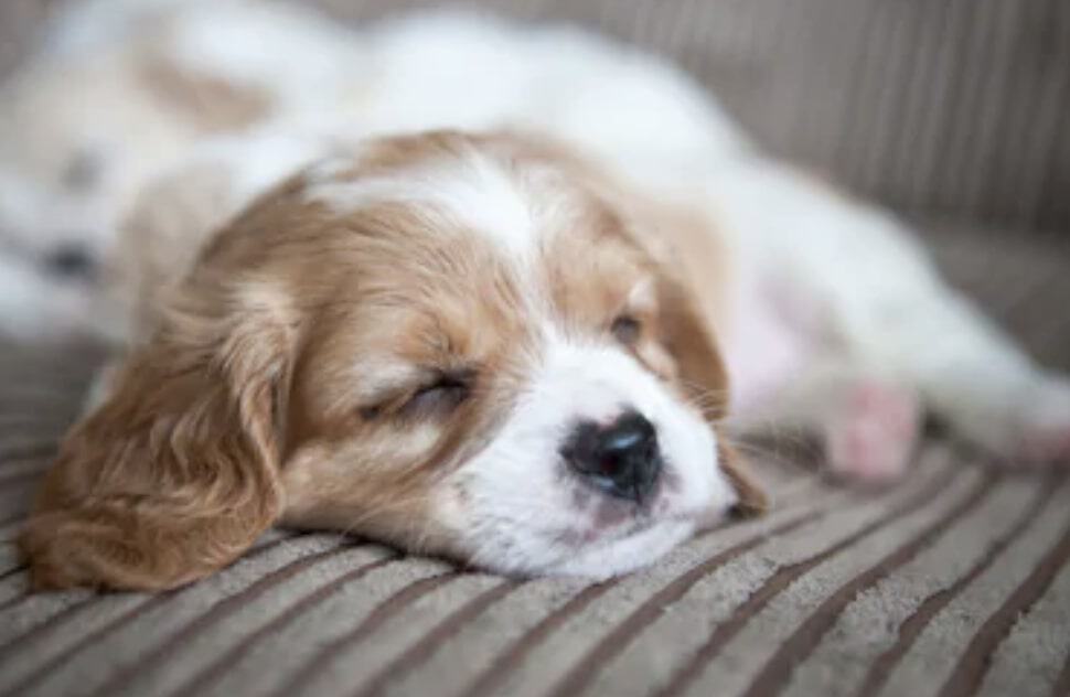 After reading this, is the Cavachon dog right for you?