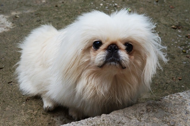 The Pekingese are viewed as dumb dog breeds after been spoiled by royalty for hundreds of years.
