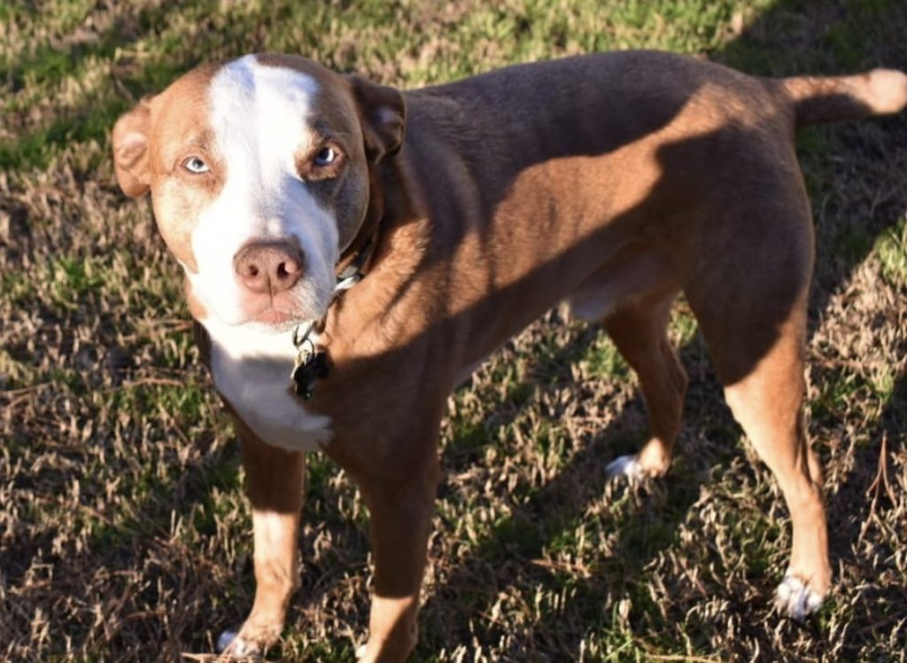 If you've ever wondered what a Pit Bull Australian Shepherd mix looked like.