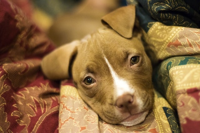 The Pit Bull is the second parent of the mysterious Pitsky dog.