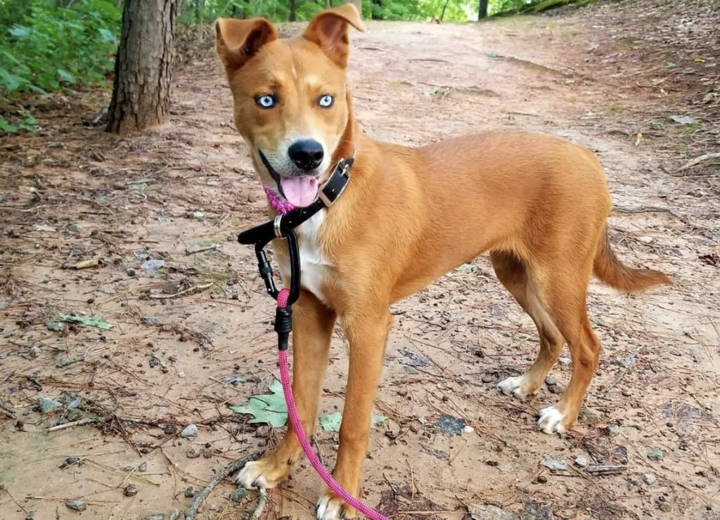 The Pitsky looks like a slimmer Pit Bull with the Husky's beautiful blue eyes.
