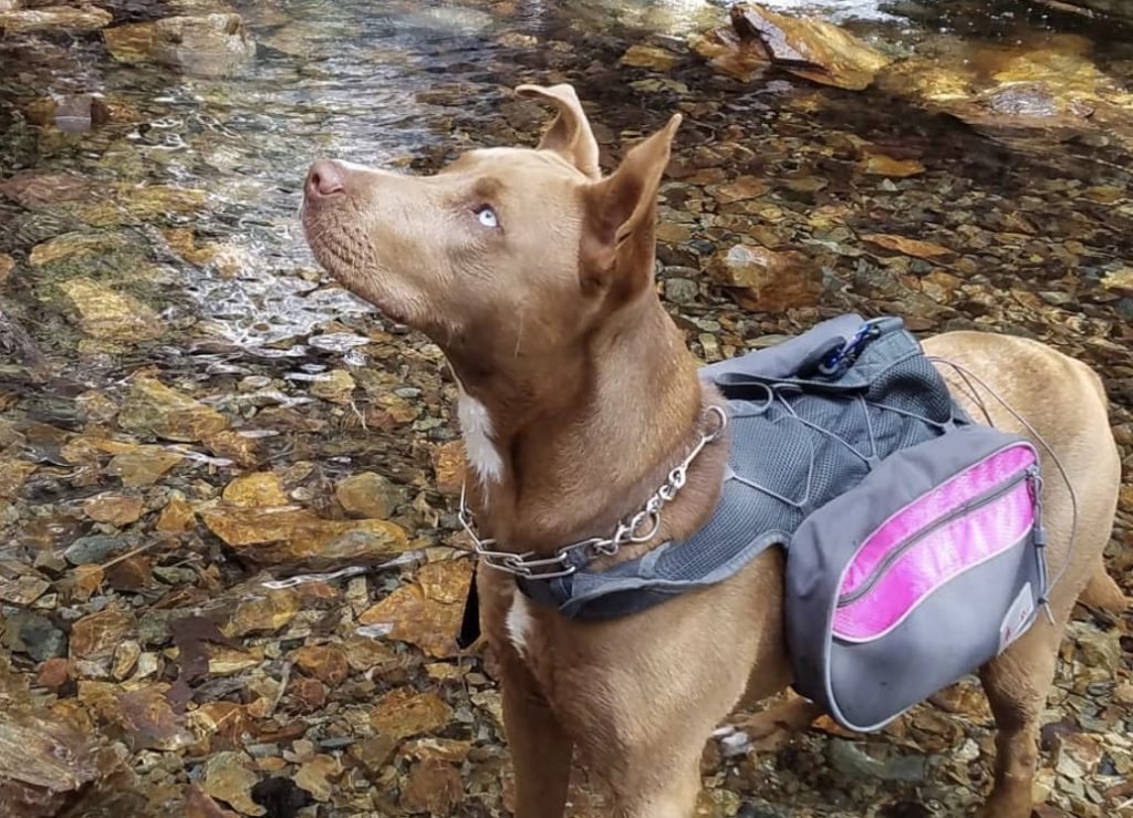 A Pitsky needs plenty of exercise and excellent diet for a healthy lifestyle.