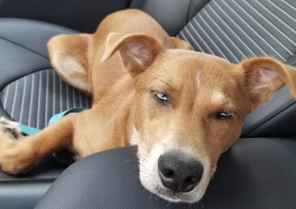 A Pitsky is relatively easy to groom, though they are not hypoallergenic dogs and do shed.