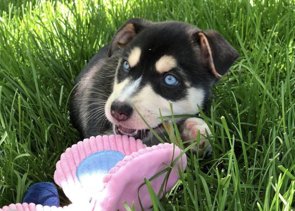 So is a Pitbull Husky mix right for you?