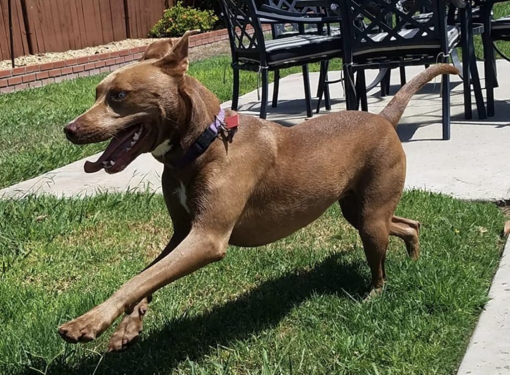 A Pitsky is nothing short of energetic and lively.