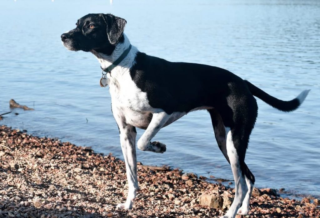 The rarest hybrid on this list is the Pointer Australian Shepherd mix.