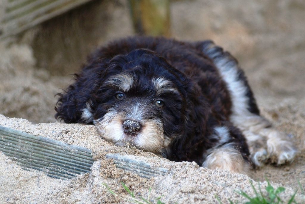 The Aussiedoodle is one of the most popular Australian Shepherd mixes.