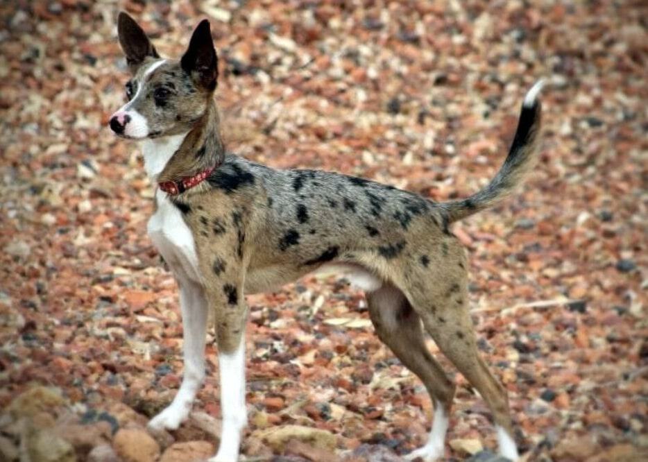 The Rat Terrier Australian Shepherd mix is by far the rarest mix i've ever encountered.