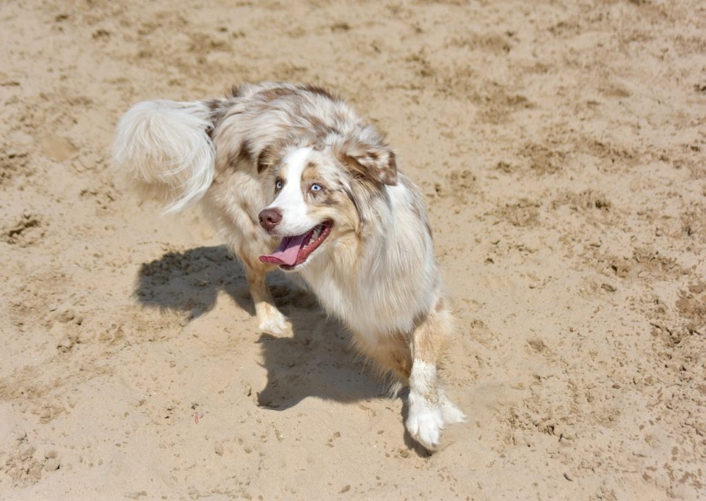 A solid red merle Australian Shepherd has red patches over a silver or buff coat.