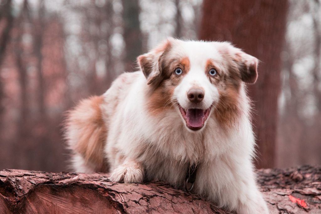 Red merle tri colored Australian Shepherds have red merle, copper and white.