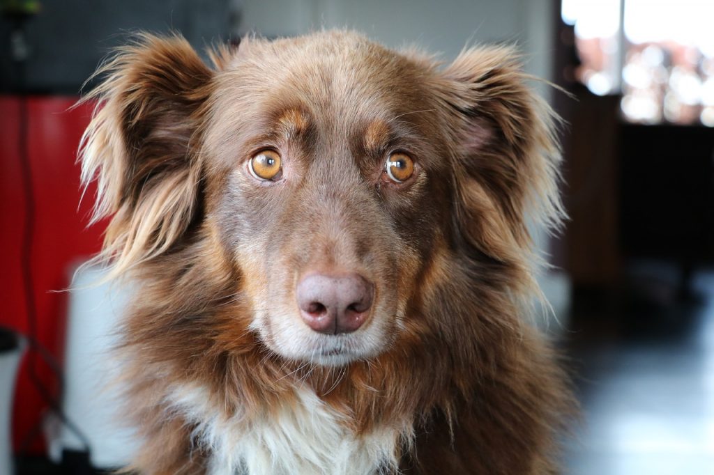 Red tri colored Aussies have a red base with white and copper markings.