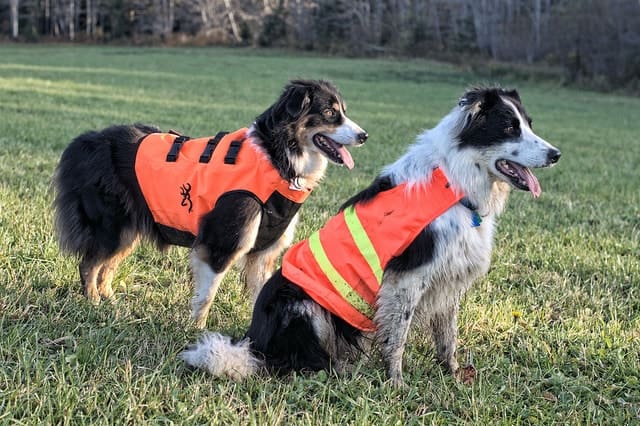 An Australian Shepherd and Border Collie are more alike than you think.