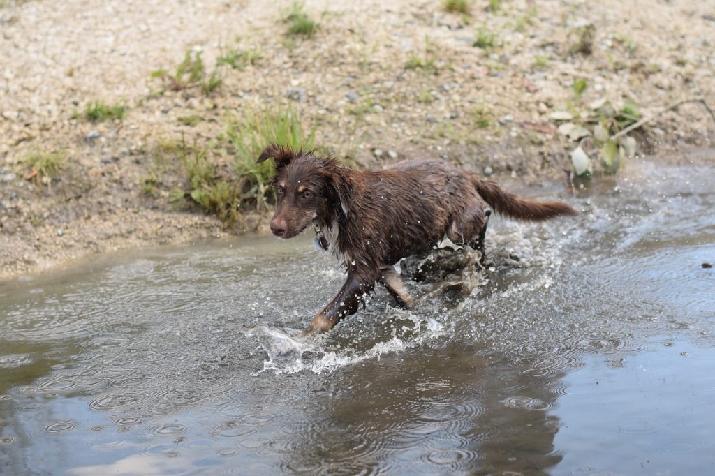 Solid black australian shepherds are the most rare.